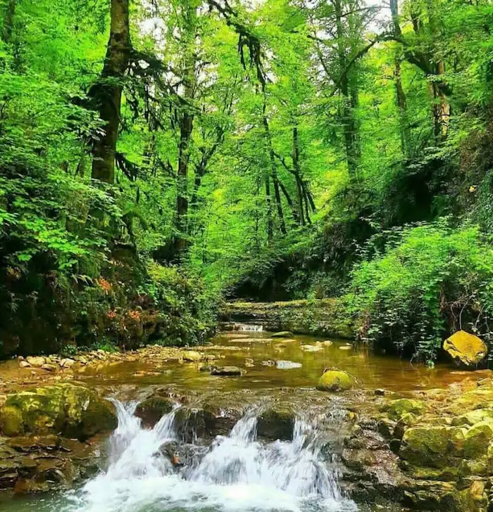 طبیعت ناب و بکر جنگل خشکه داران