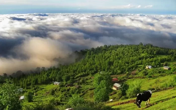 تپه های ناب روستای مازیچال مخصوص کمپ زنی در تابستان