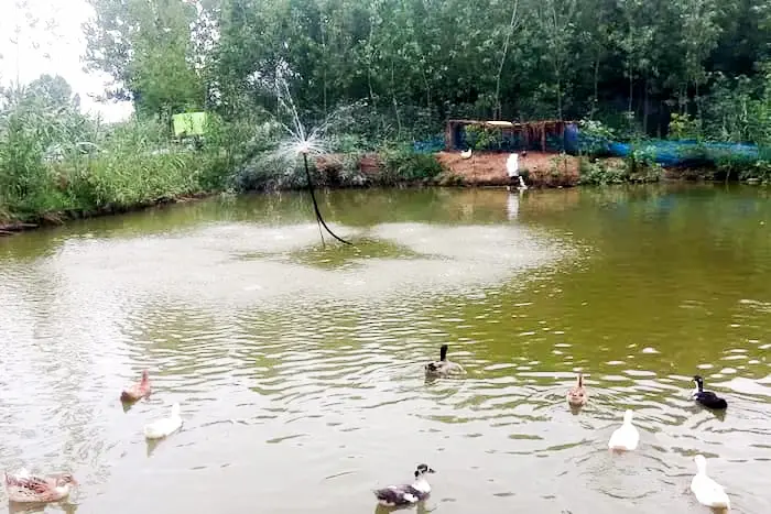 اردک های شناور در آب های روستای اسب چین