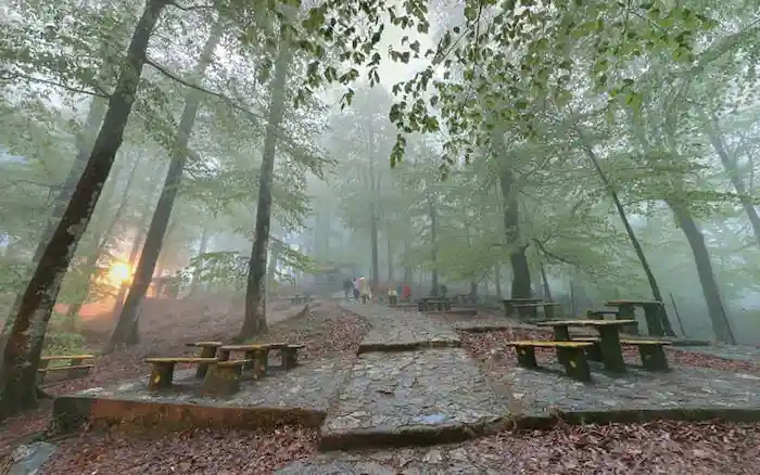 درختان بلند قامت در حصار مه در پارک جنگلی نمک آبرود
