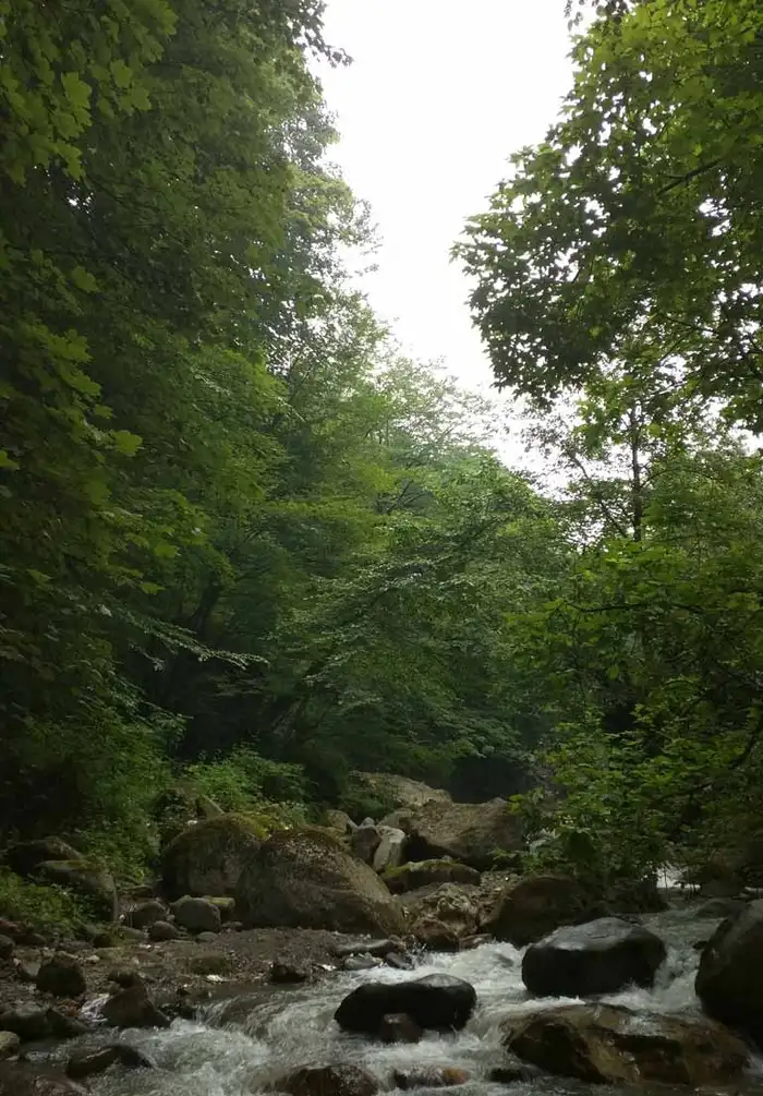 رودخانه ی درون جنگل تیلا کنار 2542122555