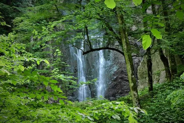 آبشار خروشان جنگل تیلا کنار 12548975