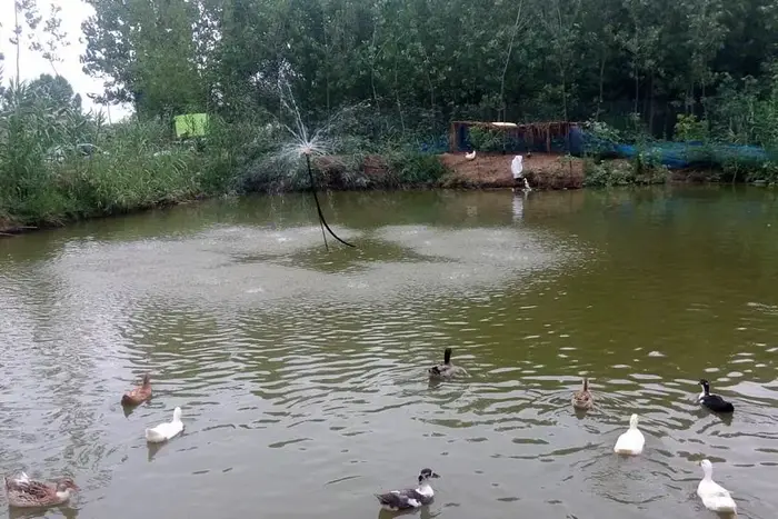اردک های شناور در رودخانه گوشیر 54163416354