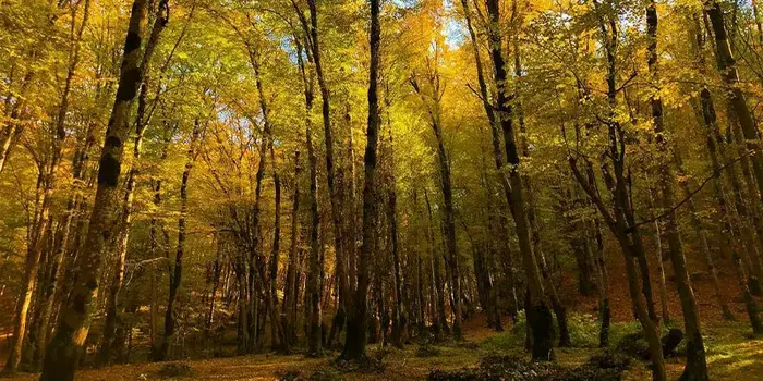 درختان زرد پارک جنگلی عباس آباد 63232