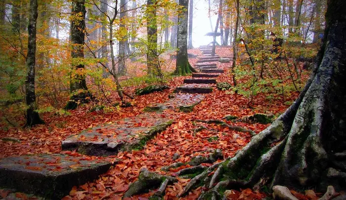 پله های سنگی و برگ درختان پاییزی نارنجی رنگ پارک جنگلی نمک آبرود 85485463213