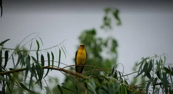 پرنده زرد رنگ در جنگل تیلاکنار متل قو 468787