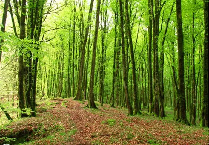 جنگل تیلاکنار متل قو، یکی از جاهای دیدنی مازندران 45684768