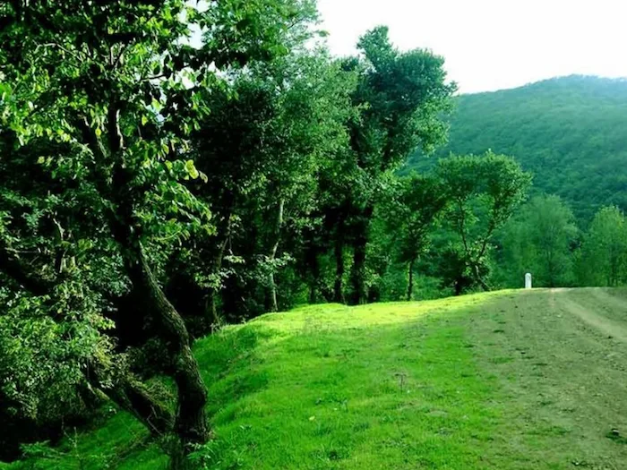 پارک جنگلی تنگه در مازندران 874836484884