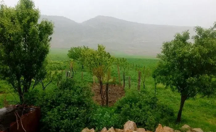 پوشش گیاهی سرسبز روستای طلاجو 4658765